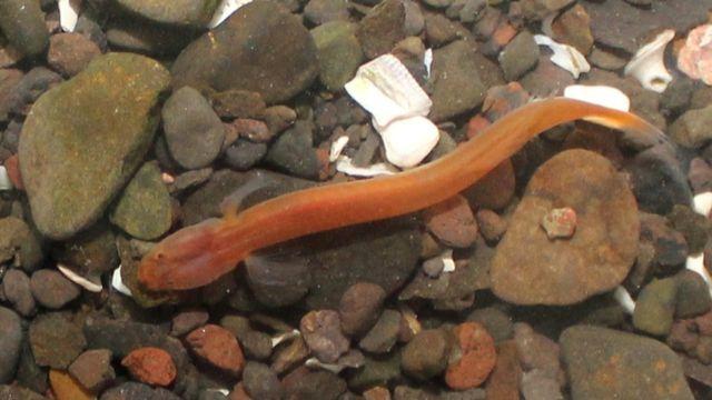 세계적인 희귀 어종인데…경남 통영서 발견됐다는 투명 바탕 '이 물고기'