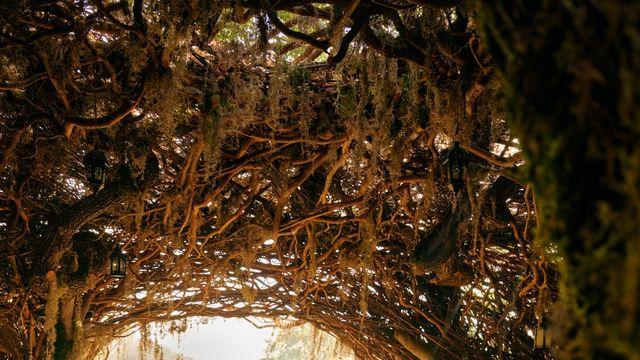 에어비앤비, ‘위키드:포 굿’ 엘파바 은신처 체험 제공