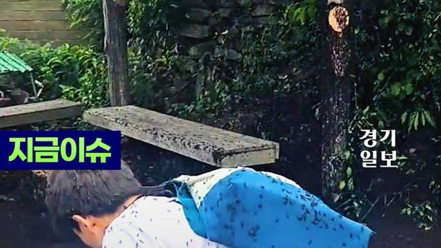 “많아도 너무 많다”…인천 계양산 덮친 ‘러브버그’