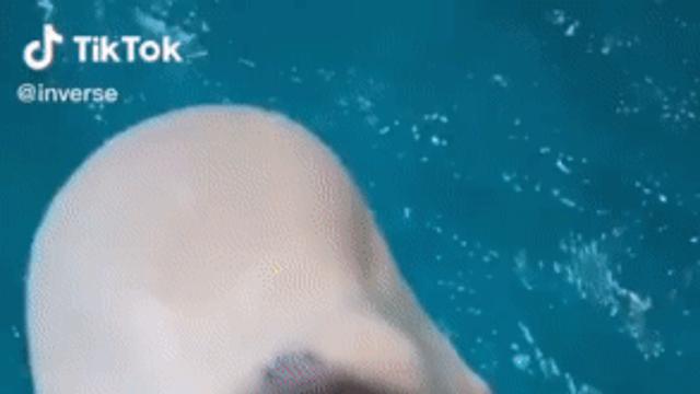 속상한 벨루가.