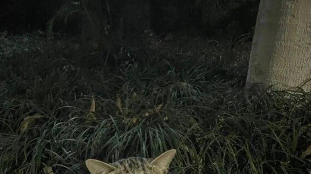 처음 보는 길고양인데 너무 슬퍼 보여