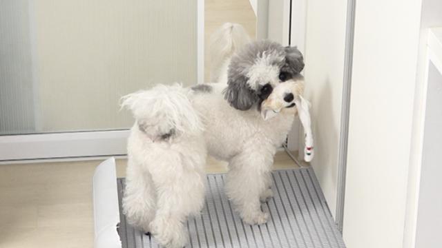 피해자만 '30명'...역대급 문제견의 고집불통 '폭주' (개훌륭)