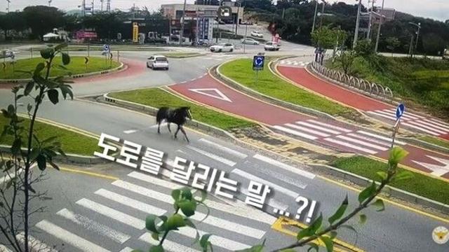 이게 '말'이 돼?…회전 교차로 누비는 말