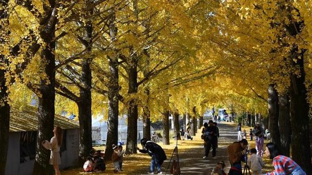 입장료 없는데 이 정도라고?… 온통 황금빛으로 물든 '은행나무길'