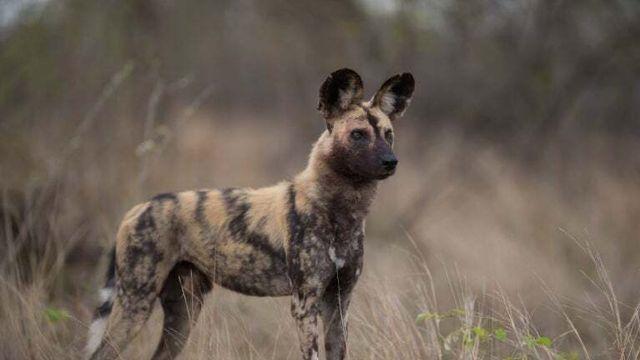 사람이 맞짱 뜨면 이긴다 vs 못 이긴다