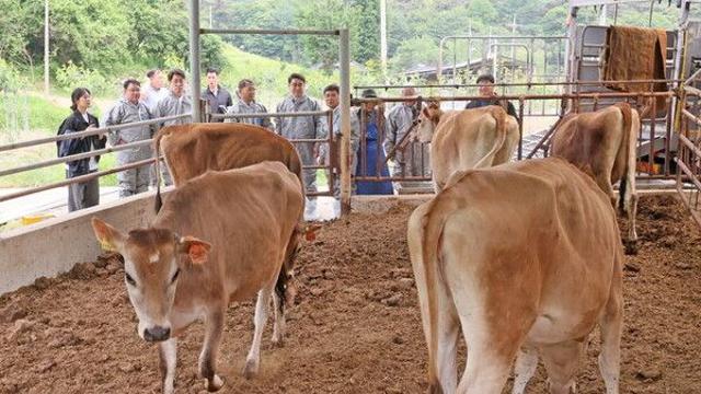 농진청, 저지종 젖소 보급 사업 완료…수정란·생축 전량 공급