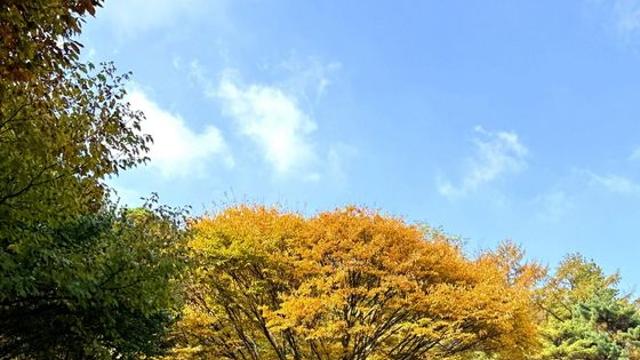 [예산군] 봉수산 자연휴양림·수목원 단풍 절정, 가을빛으로 물든 숲길