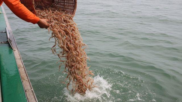 고소득 품종으로 인기 많은데…칠산 바다에 무려 300만 마리 떼로 풀린 '국민 수산물'
