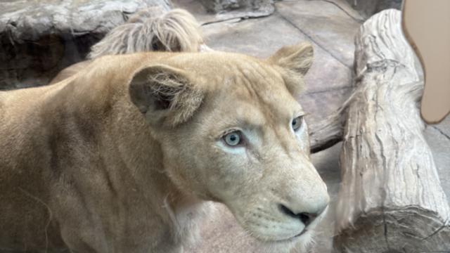 대전 내 동물원 생육 환경 재조명