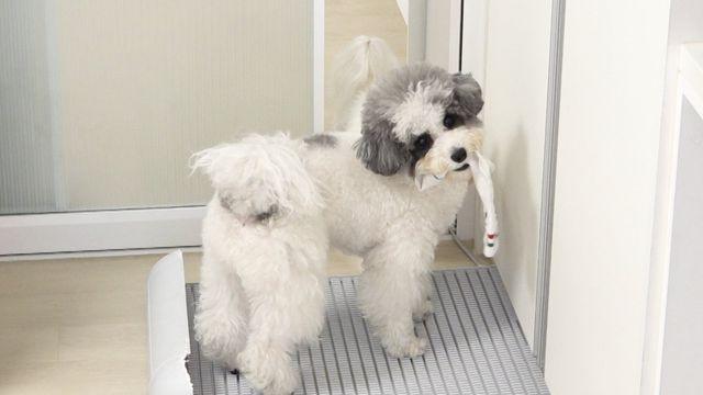 피해자만 30명…귀여움에 속지 말자, 역대급 입질견 등장 (개훌륭)