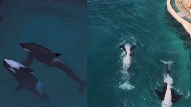 “관객은 떠났는데”…방치된 범고래 모자, 드론 촬영에 ‘묘기’