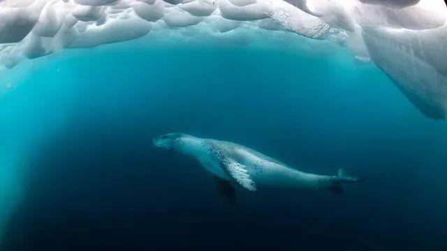 남극에서 만나면 공포 그 자체라는 생물