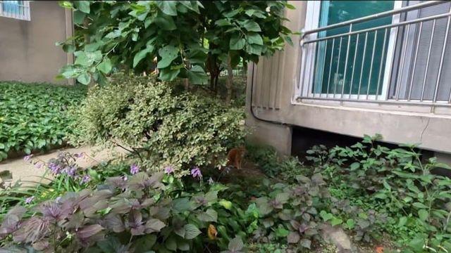 도둑고양이가 점령한 아파트... 해결방안 레전드