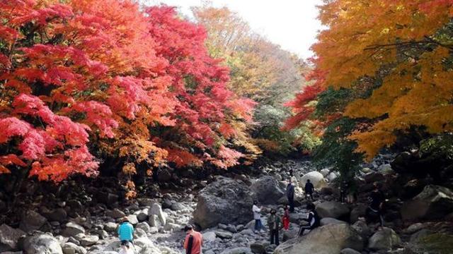 겨울엔 설국, 지금은 단풍 천국… 가을 제주 ‘최고의 산책 코스’