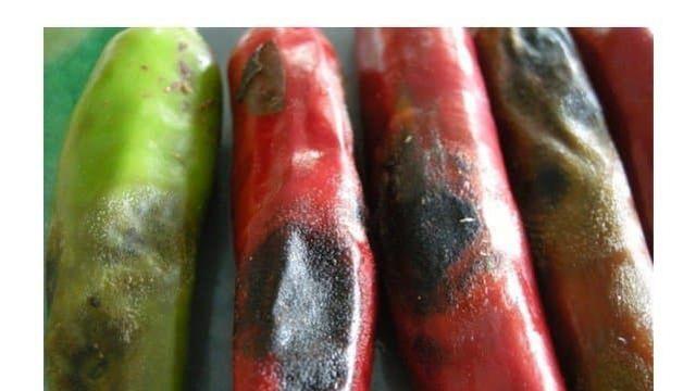 농사계에서 미친 개복치 수준인 작물.jpg