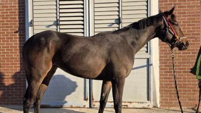 '닉스고' 자마 '닉스고원', 데뷔전서 우승... 세계 최강마 혈통 입증