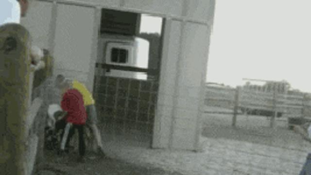 재미진 염소 타기.