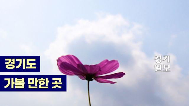 나랑 코스모스 보러 가지 않을래…? 코쓱머쓱…