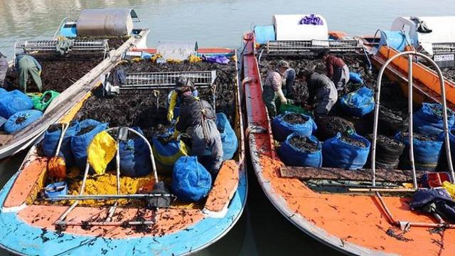 올해 값 비싸지려나...출하 앞두고 어민들 초비상 걸린 11월 제철 ‘국민 수산물’