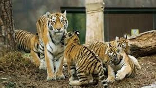 호랑이 한 손으로 제압하기.