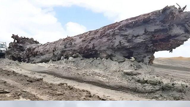 뉴질랜드 늪지대에서 발견된 4만년 전의 나무 