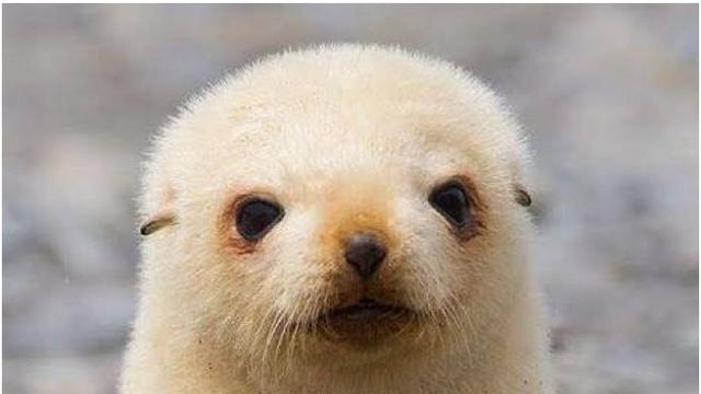 1000마리중에 1마리 꼴로 태어난다는 금색 물개