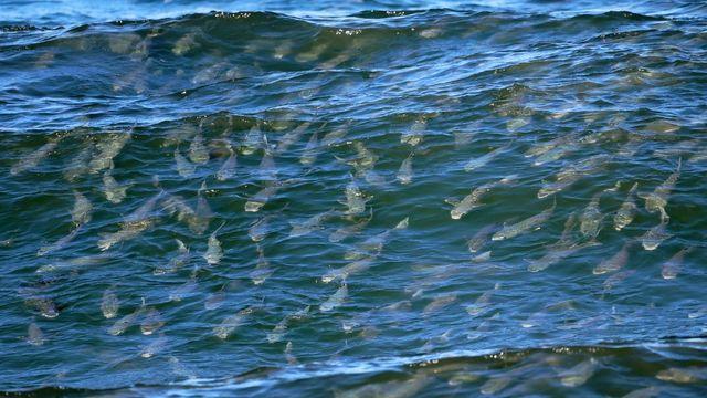 무려 100ｍ 넘게 장관 이뤘다…강릉 해변에 떼로 출몰한 '이 생명체' 정체