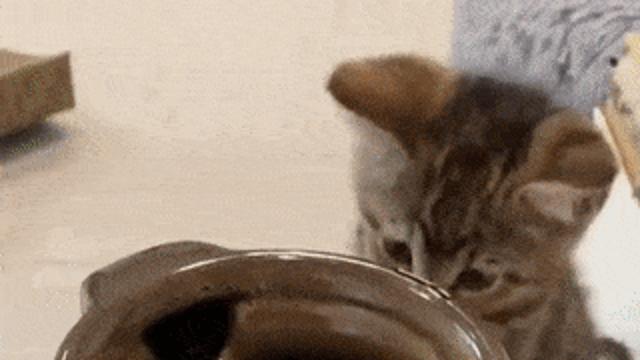 고양이가 바뀌는 마술 gif