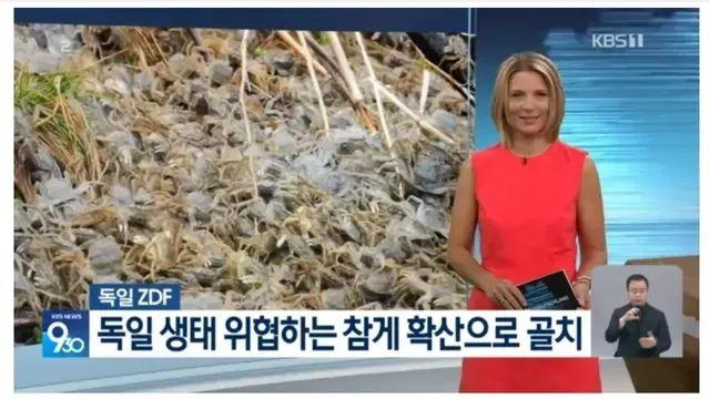 참게 때문에 고통받는 독일이 이해 안되는 한국인들