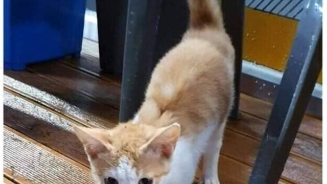 민폐의 길냥이.