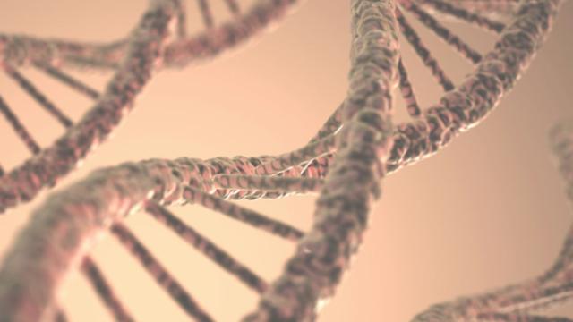 네안데르탈인은 사라지지 않았다 '흡수된 인류' 새 가설