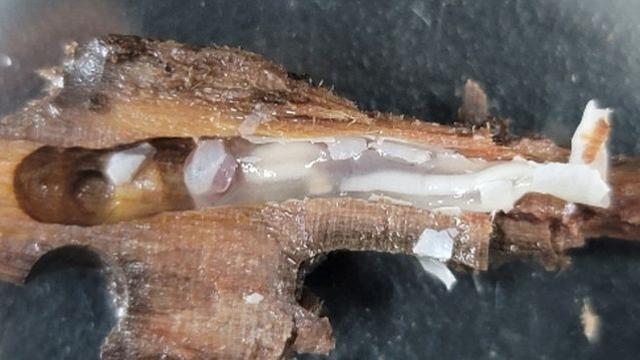 괴상하게 생겼다…100년 넘은 조선시대 고선박서 발견된 '이 생물체' 정체