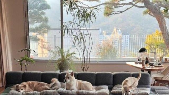 이효리·이상순 60억원 집 내부 공개…반려견이 많네