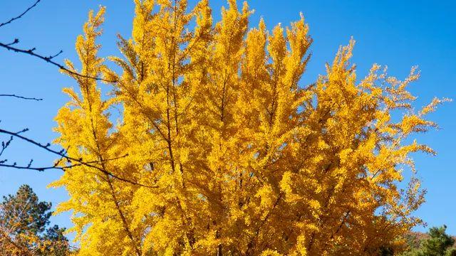 디붕이 마포들고 단풍보고왔어