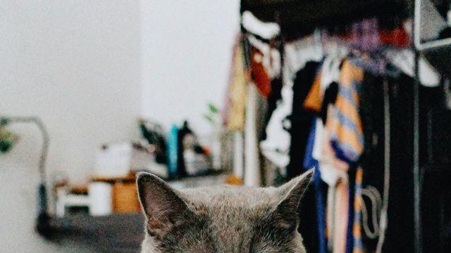 간식에 진심인 반려묘 앙꼬와 배우 손수현은 무척 닮았다