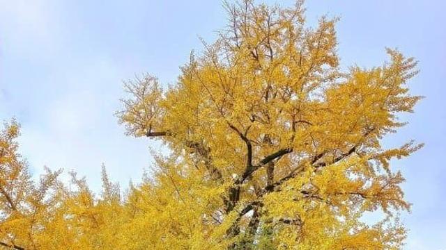 성묘 틀딱이 불태운 하동 900살 은행나무 근황