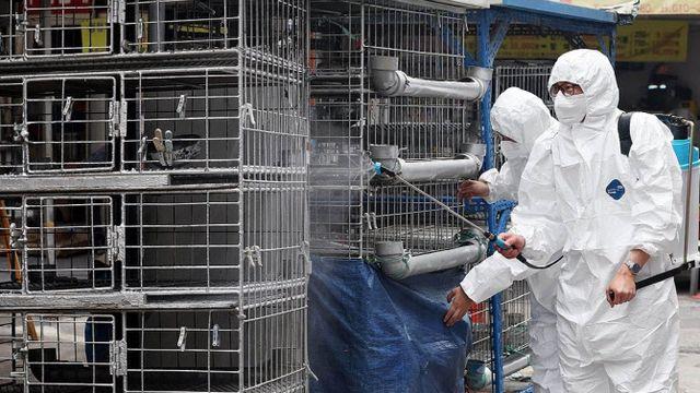 평택 산란계 농장서 고병원성 AI…전국 일시 이동중지 명령