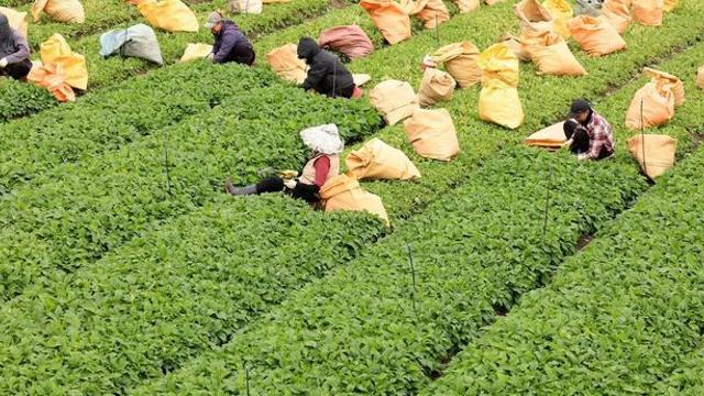 11월에 따서 먹으면 깊고 진한 향 난다…요즘 수확 한창인 제철 '국민 나물'