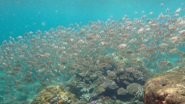 '국민 간식' 만드는 물고기인데…제주 바다에 무려 173만 마리 떼로 풀린 '이 수산물'