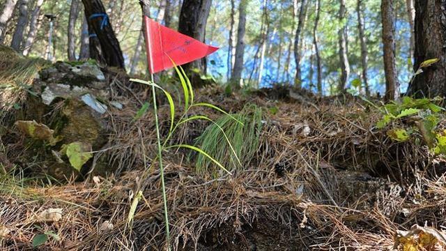 기적 같은 일…절망적인 산불 피해 딛고 3년 연속 재배 성공한 '이 작물'