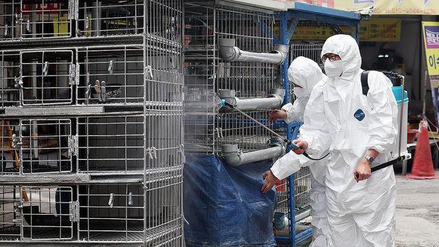 경기 평택 산란계 농장서 고병원성 AI 항원 확인…방역 강화