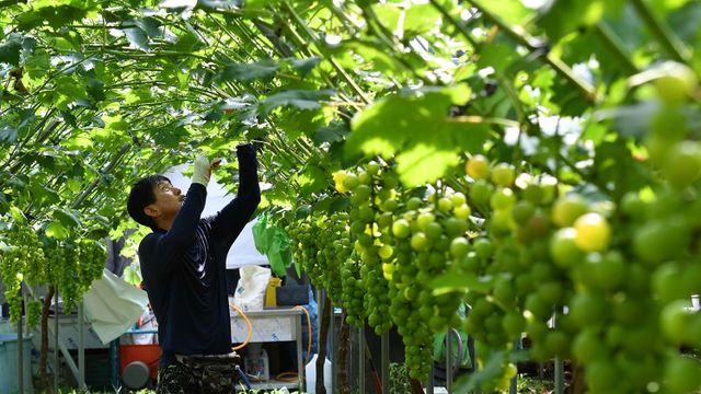 이 정도면 '폭락' 수준... 5년 만에 가격이 3분의 1로 내려간 과일