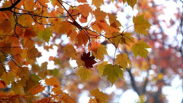 대전·세종·충남 가끔 구름 많고 밤 한때 비…낮 최고 16∼19도