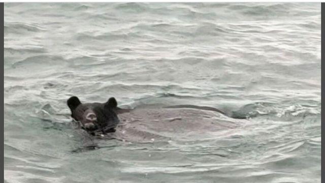 드디어 바다에서도 발견된 일본 곰