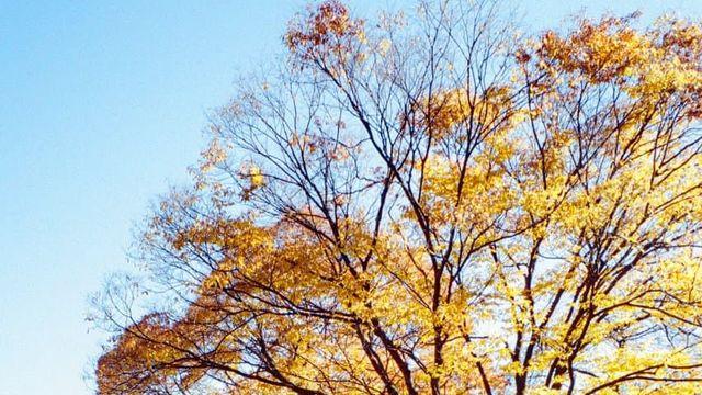 어린이대공원의 가을 (klasse w)