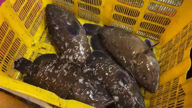 고급 횟감의 대명사... 그런데 자칫 속아서 사기 쉽다는 물고기의 정체