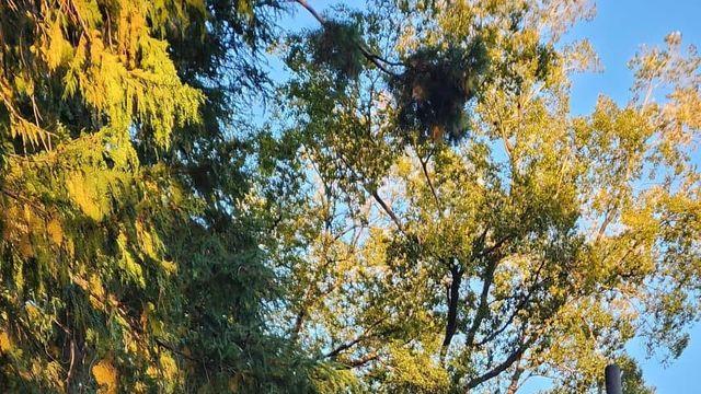 일본 3대 이나리 도요카와 이나리