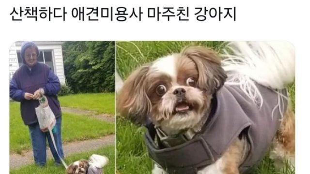 산책하다가 애견 미용사 마주친 강아지