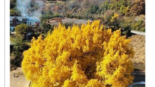 꼴랑 나무 한 그루로 관광사업 하겠다는 원주시 