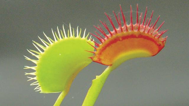 [하루, 꽃말] 파리지옥-유혹